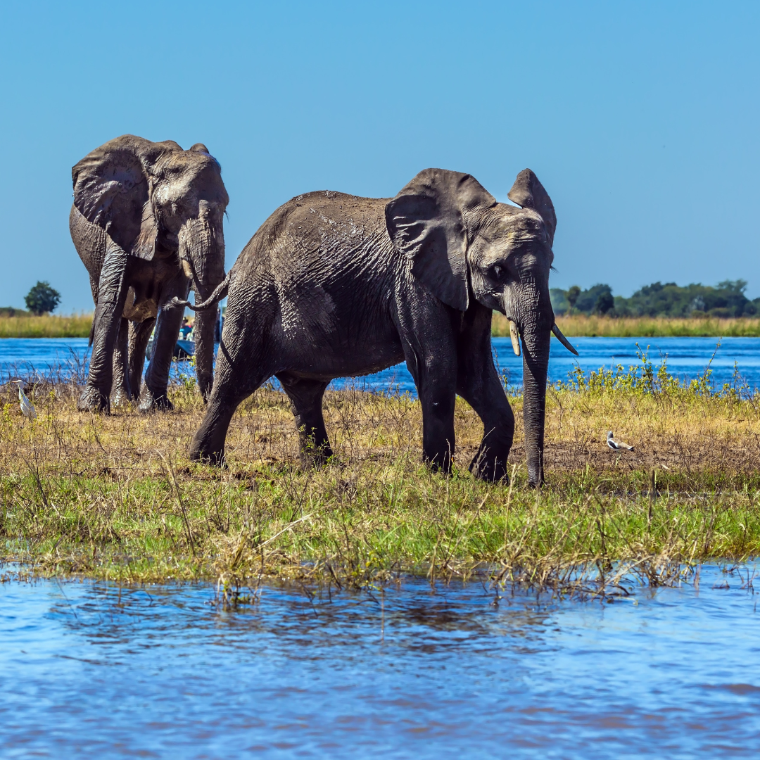 5 things to do in Botswana